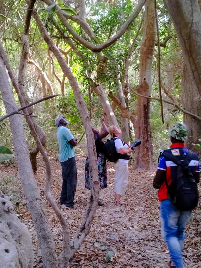 Birdwalk im Wald von Pirang-Bonto