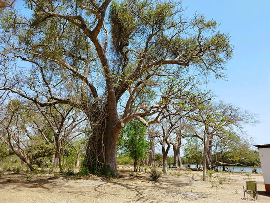 Baobab Island