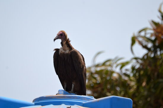 Geier auf Nachbars Wassertank