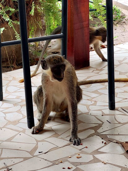 Meerkatzen zu Besuch