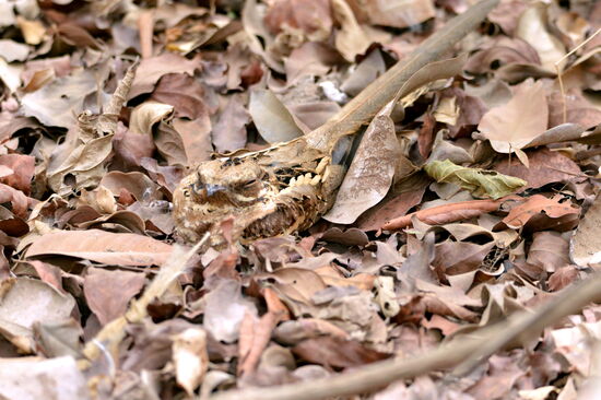 Schleppennachtschwalbe