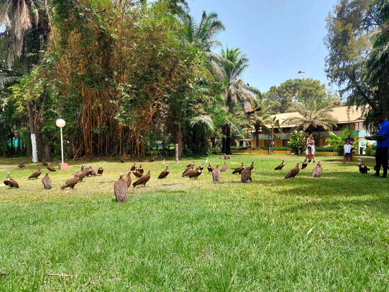 Fütterung der Kappengeier und Milane
