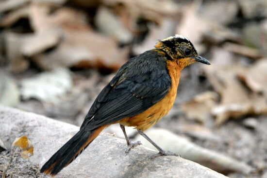 Schneescheitelrötel