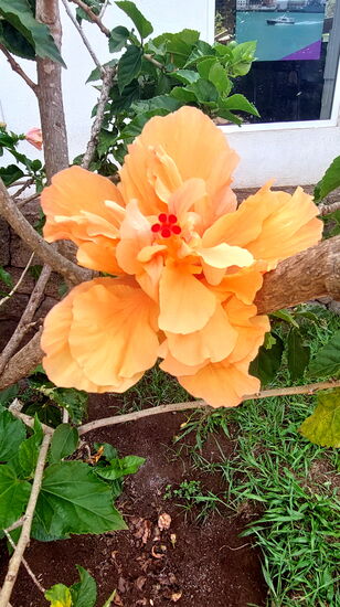Rapa Nui ist eine Insel der Hibiskus-Blüten