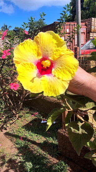 Rapa Nui ist eine Insel der Hibiskus-Blüten