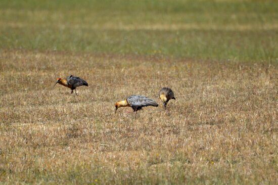 Schwarzzügel-Ibisse