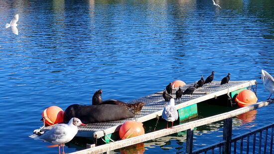 Seelöwen &amp; Co. warten auf ihre Chance