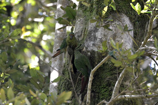 Langschnabel-Sittiche