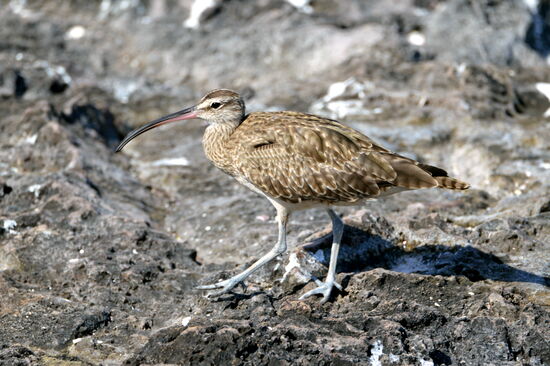 Brachvogel an der Küste