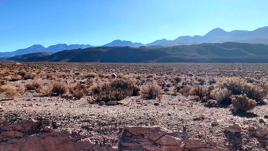 Guanacos auf dem Altiplano