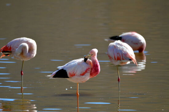 Andenflamingos