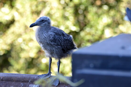 Junge Dominikanermöwe
