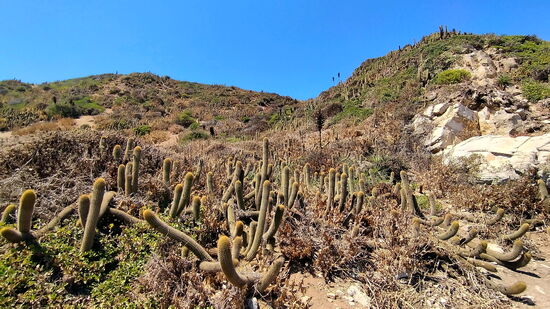 Kakteen an der Küste