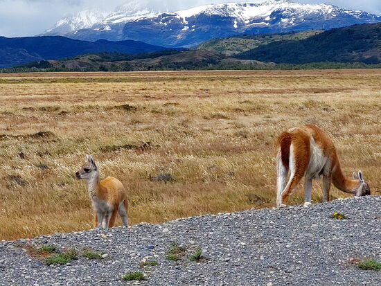 Guanacos am Rand der Piste