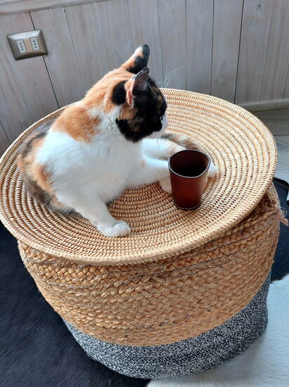 Süße Mitbewohnerin auf Zeit