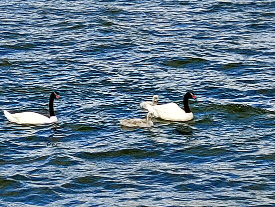 Familie Schwarzhalsschwan