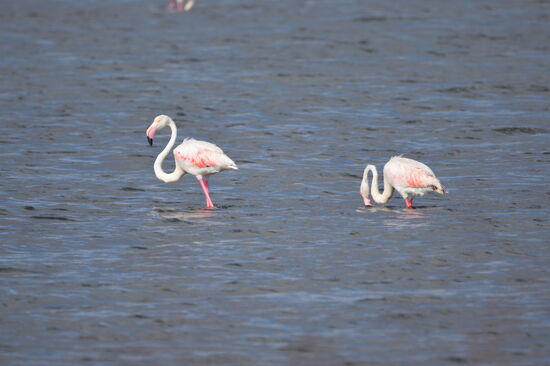 Flamingos an den Salinen von Trapani