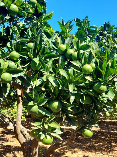 Im Giardino della Kalymbethra