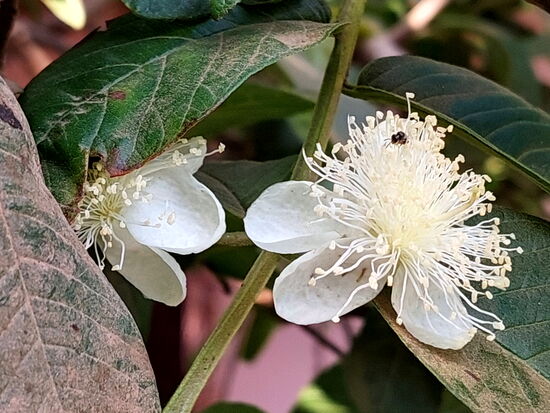 Guavenblüten