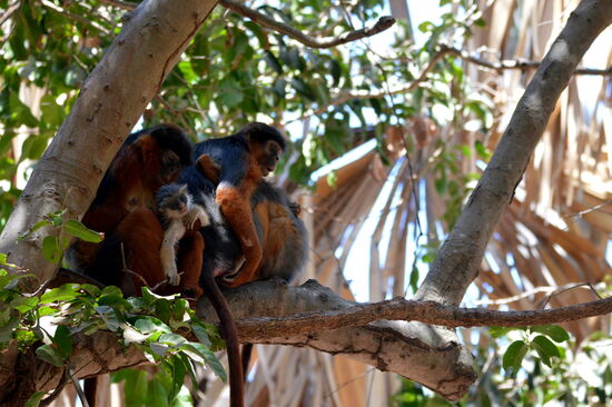 Colobus-Affen