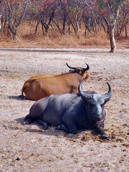 Afrikanische Büffel