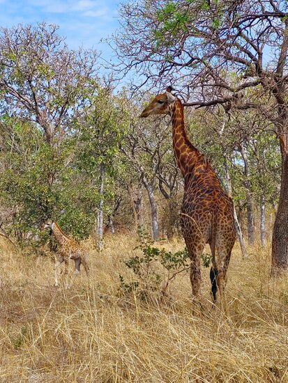 Papa und Baby Giraffe