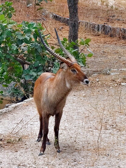 Wasserbock