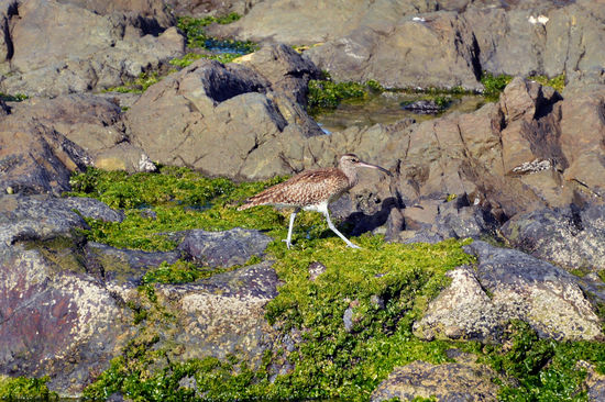 Wintergast - Regenbrachvogel an der Bucht von Sal Rei