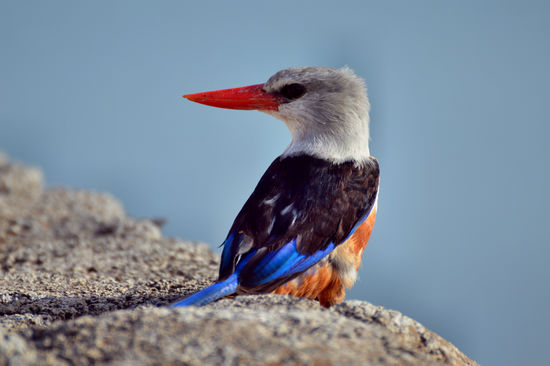 Graukopfliest, ein Verwandter des Eisvogels