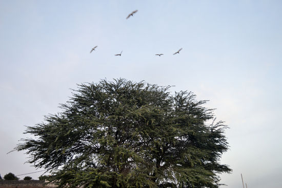Anflug zur Nachtruhe - Kuhreiher auf dem Weg in die Schlafbäume