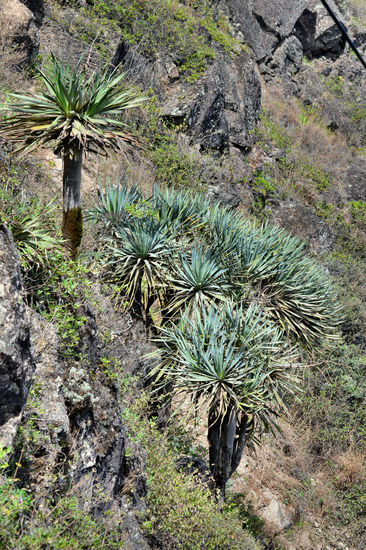 Kleinere Exemplare des Kanarischen Drachenbaums, der außer auf den Kanaren nur noch auf Madeira, den Kapverden und Nordafrika vorkommt.