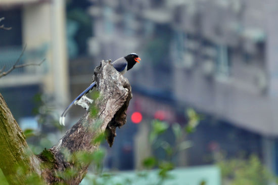 Rotschnabelkitta - einer der intelligentesten Vögel der Welt, in Europa häufig in Zoos zu sehen.