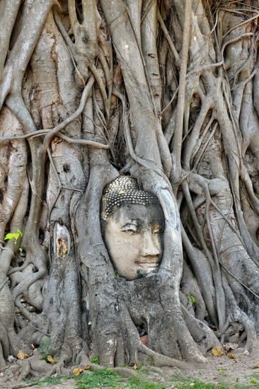 Eingewachsener Buddhakopf im Wat Mahathat