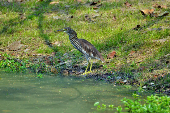 Paddyreiher in Ayutthaya auf dem Gebiet des Wat Phra Ram
