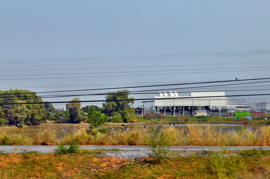 Kraniche, Reiher und Störche irgendwo zwischen Ayutthaya und Bangkok, von Zug aus gesehen