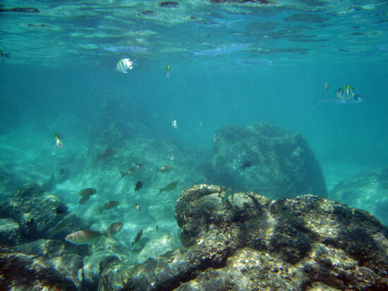 Vielfalt unter Wasser