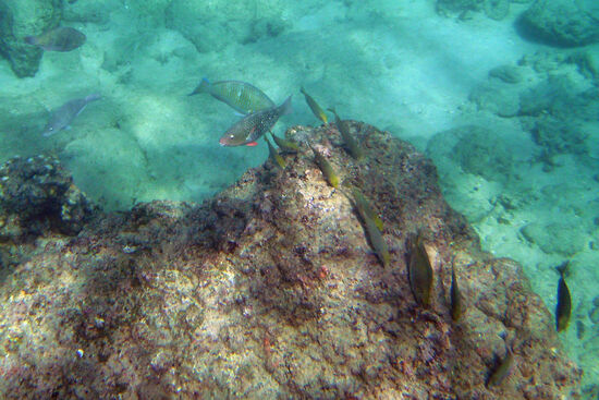 Phuket hat nicht nur Traumstrände zu bieten, sondern auch eine artenreiche Unterwasserwelt
