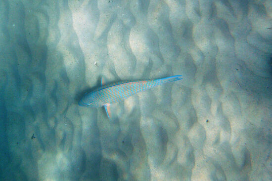 Großer Papageifisch vor Kata Beach