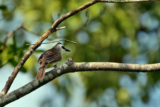 Gelbbauchbülbül am Dragonfly Lake