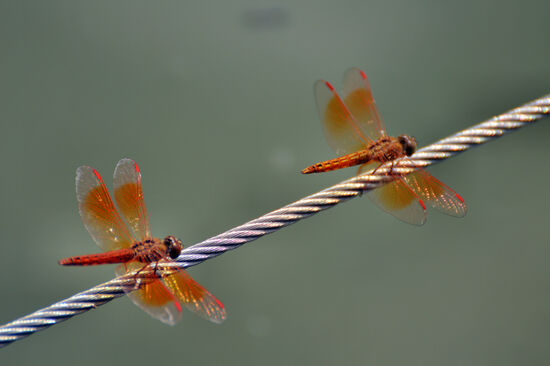 Schöne Libellen am Dragonfly Lake