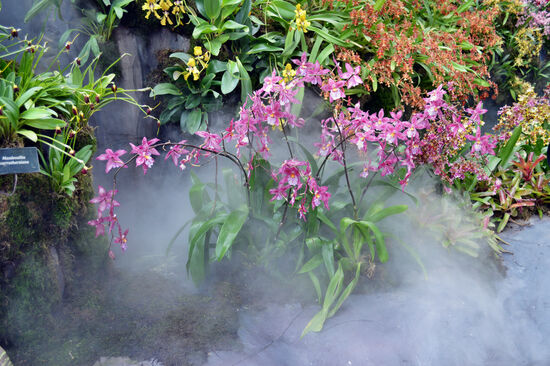 Orchideen im (künstlichen) Nebel