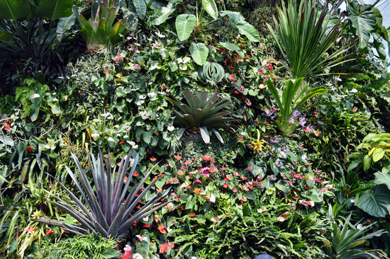 Üppiges Grün mit vielen Blüten im Cloud Forest