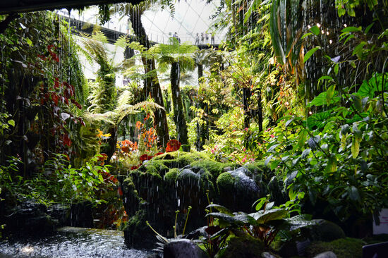 Ausblick durch den Wasserfall im Cloud Forest