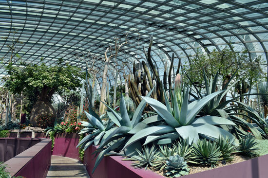 Pflanzen der trockenen Klimazonen im Flower Dome