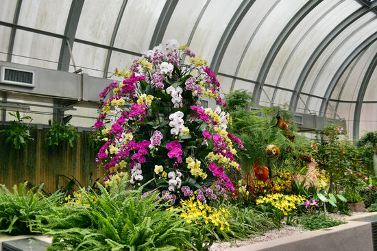 Orchideenhaus im zoologischen und botanischen Garten von Hong Kong