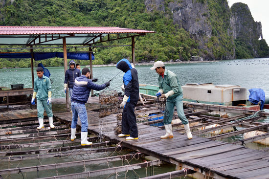 Ernte der Muscheln auf der Perlenfarm