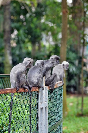 Ausreißer - die jungen Makaken hatten außerhalb des Geheges ihren Spaß