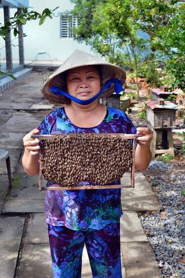 Friedliche Bienen auf der Einhorn-Insel im Mekong