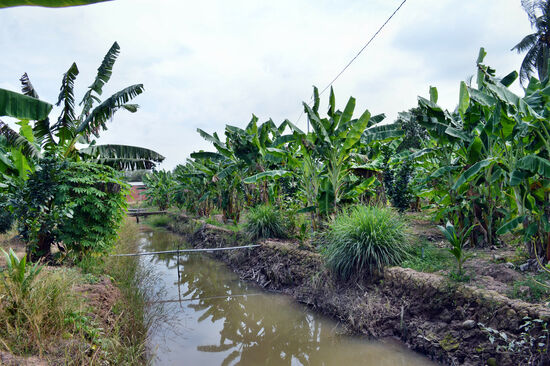 Bananen-Pflanzung am Mekong