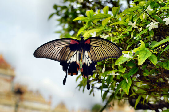 Schmetterling im Garten der Vinh Trang Pagode